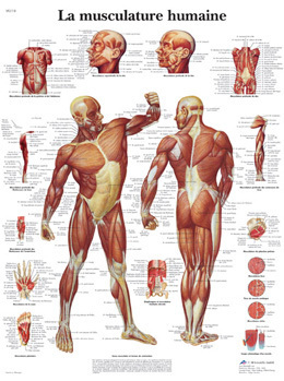 La musculature humaine