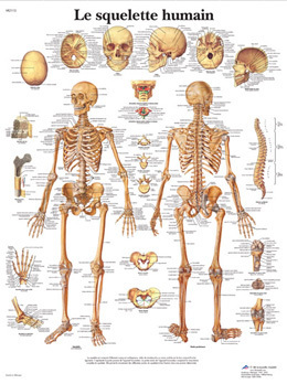 Le squelette humain