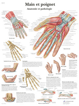 planche anatomique Main et poignet
